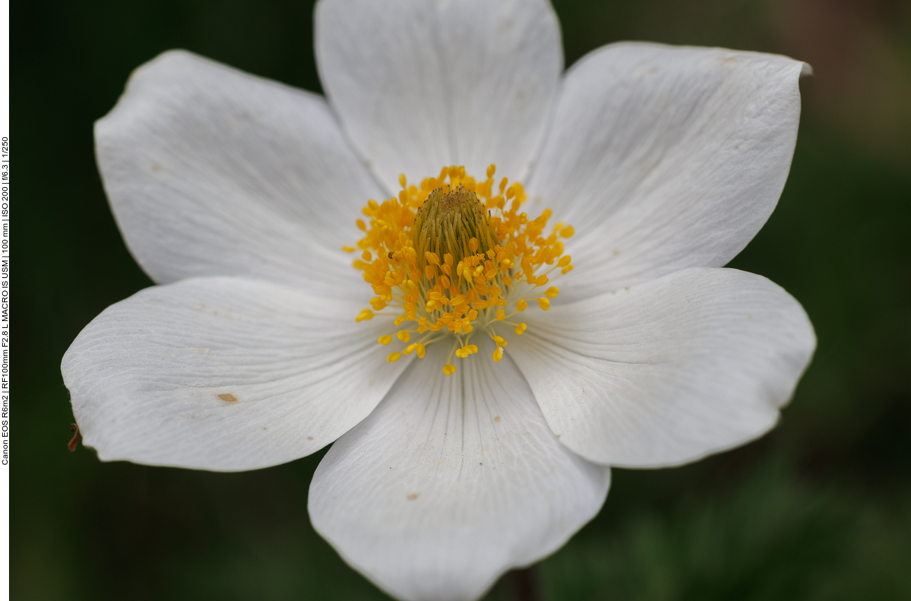 Alpen-Anemone [Pulsatilla alpina]