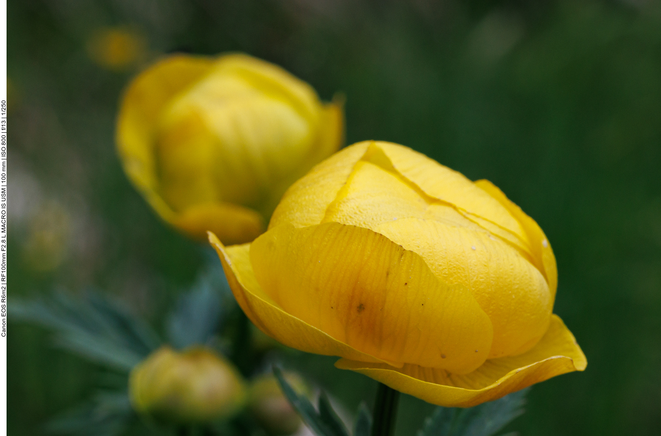 Trollblume [Trollius europaeus]