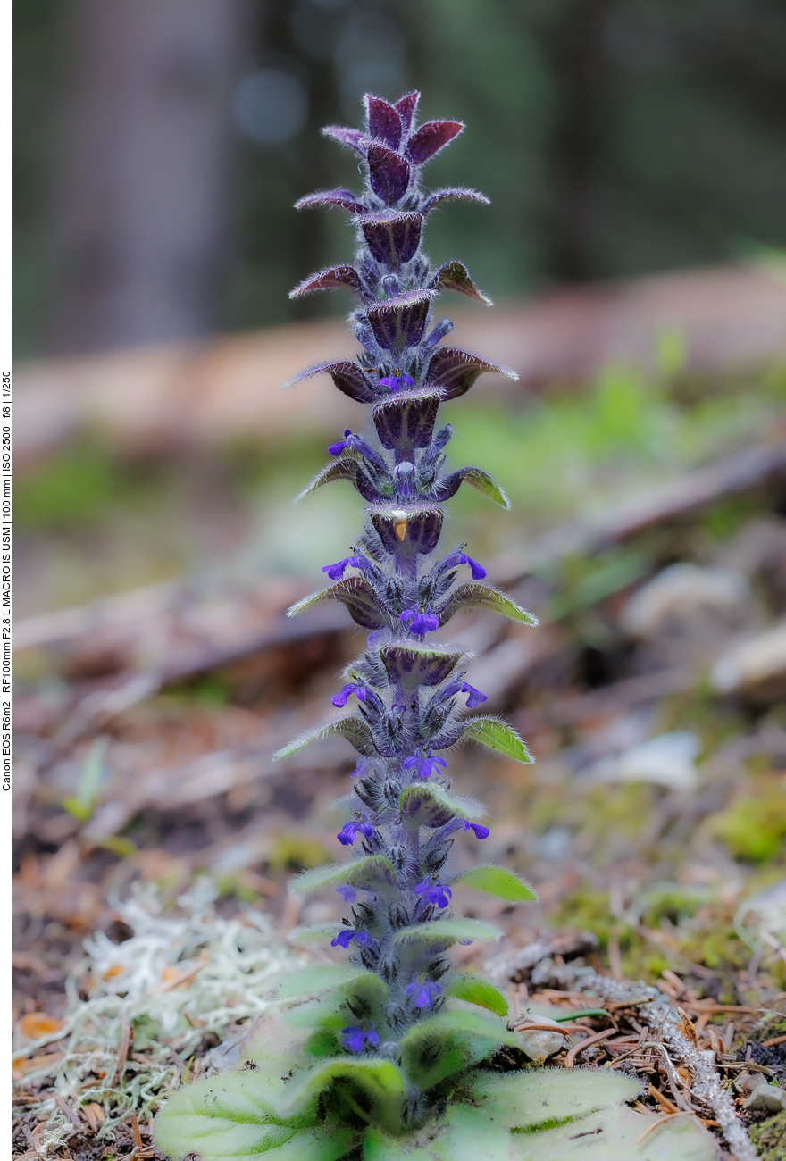 Pyramiden-Günsel [Ajuga pyramidalis]