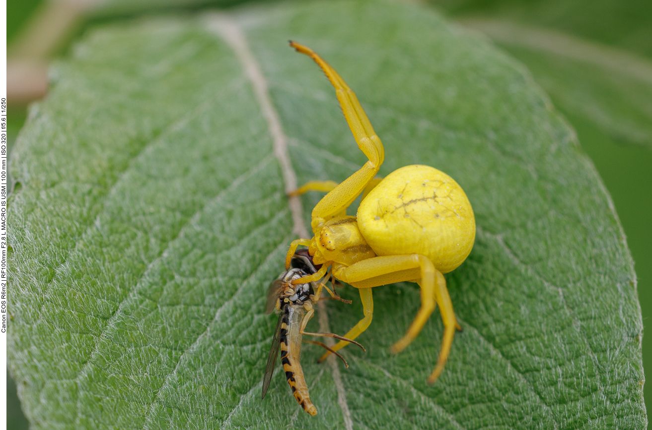 Krabbenspinne hat eine Schwebfliege erlegt