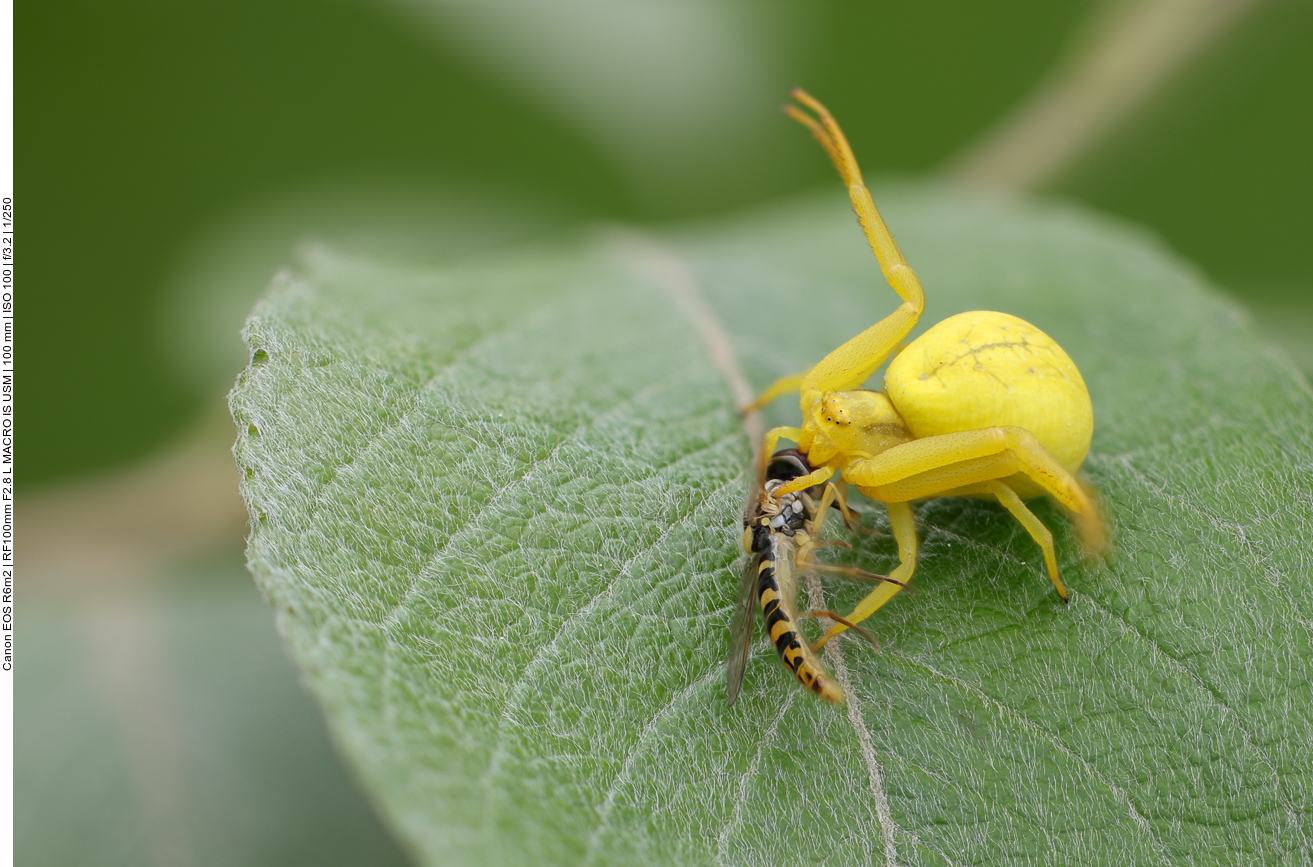 Krabbenspinne [Thomisidae]