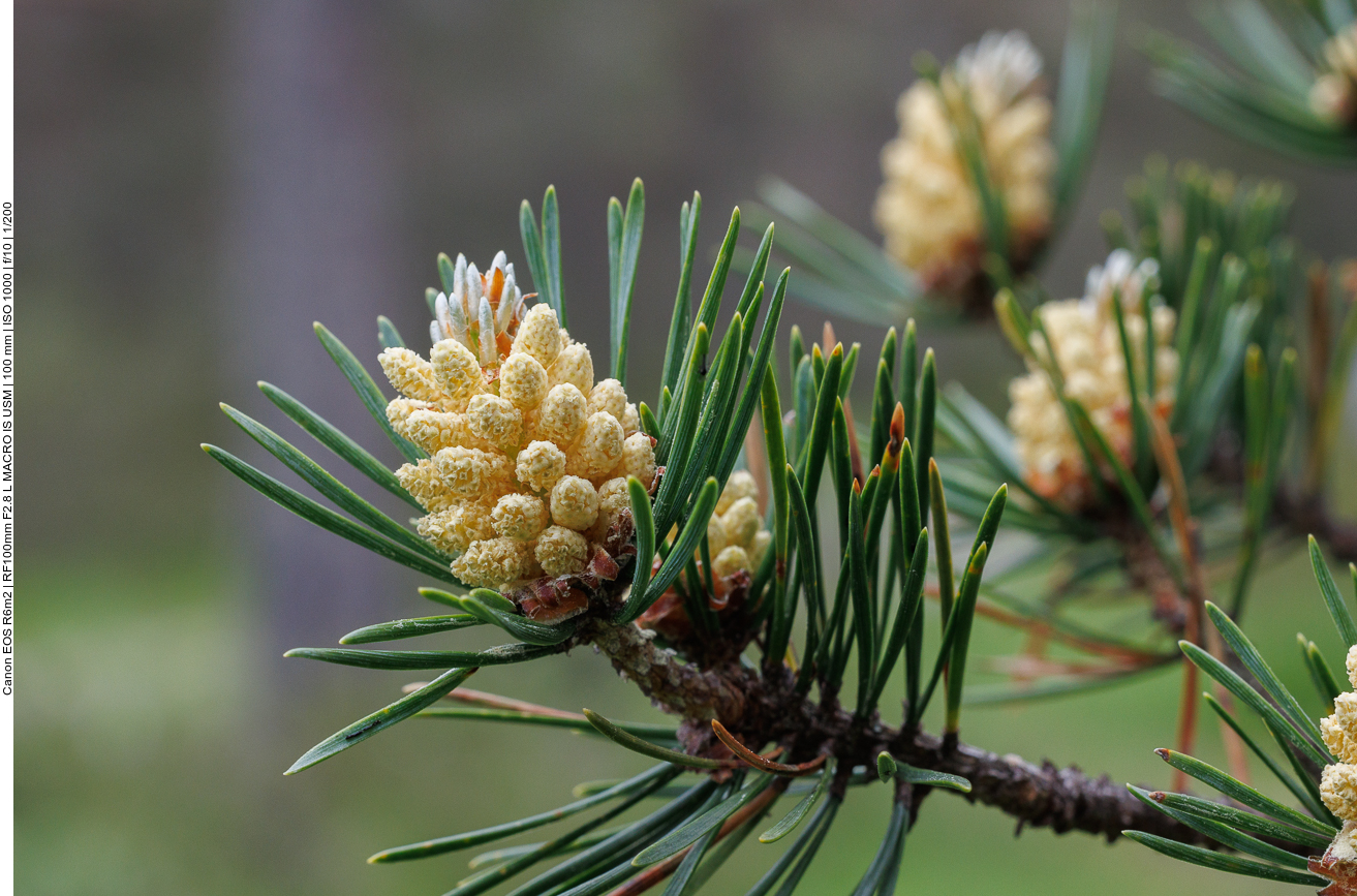Gewöhnliche Kiefer [Pinus sylvestris]