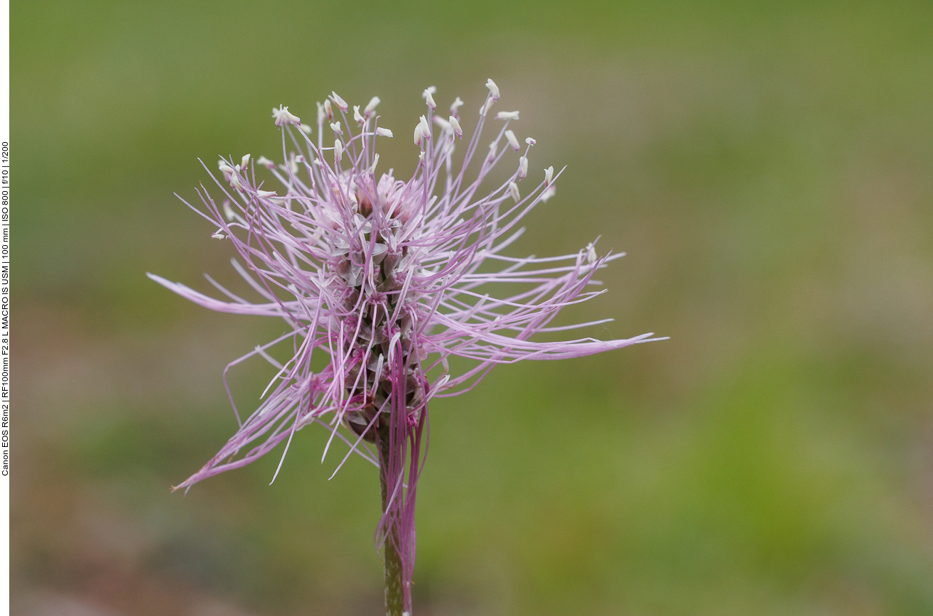 Mittlerer Wegerich [Plantago media]