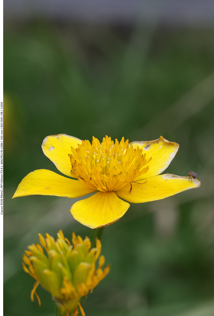 Sumpfdotterblume [Caltha palustris]
