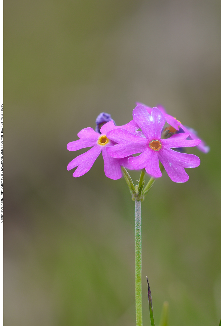 Mehlprimel [Primula farinosa]