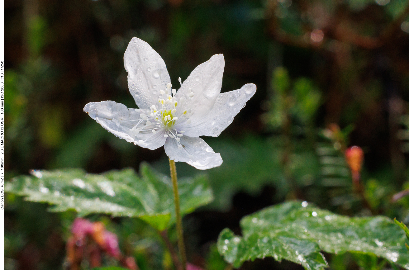 Buschwindröschen [Anemonoides nemorosa] 