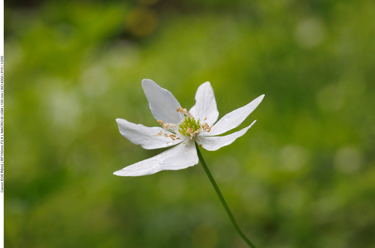 Buschwindröschen [Anemonoides nemorosa]