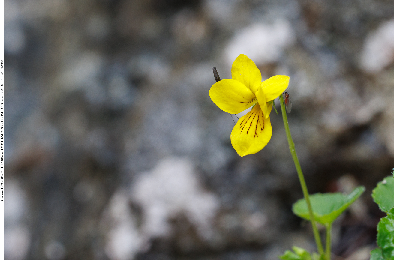 Zweiblütiges Veilchen [Viola biflora] mit zwei Besuchern 
