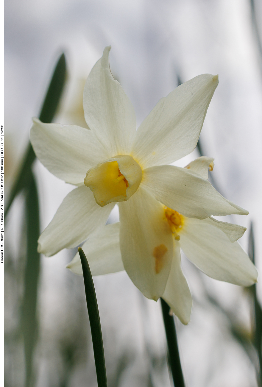 Strauß-Narzisse [Narcissus tazetta]