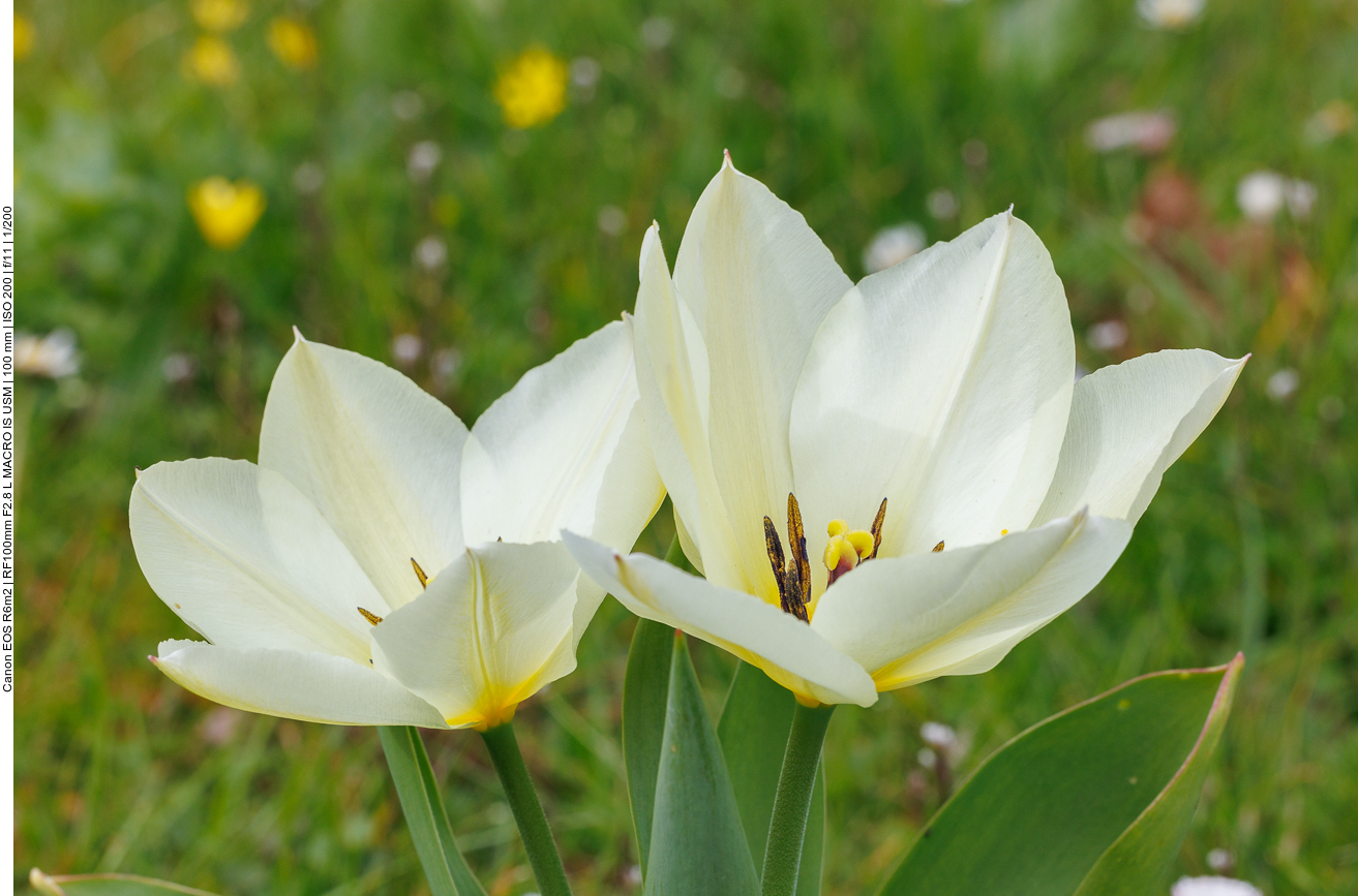Damen-Tulpe [Tulipa clusiana]