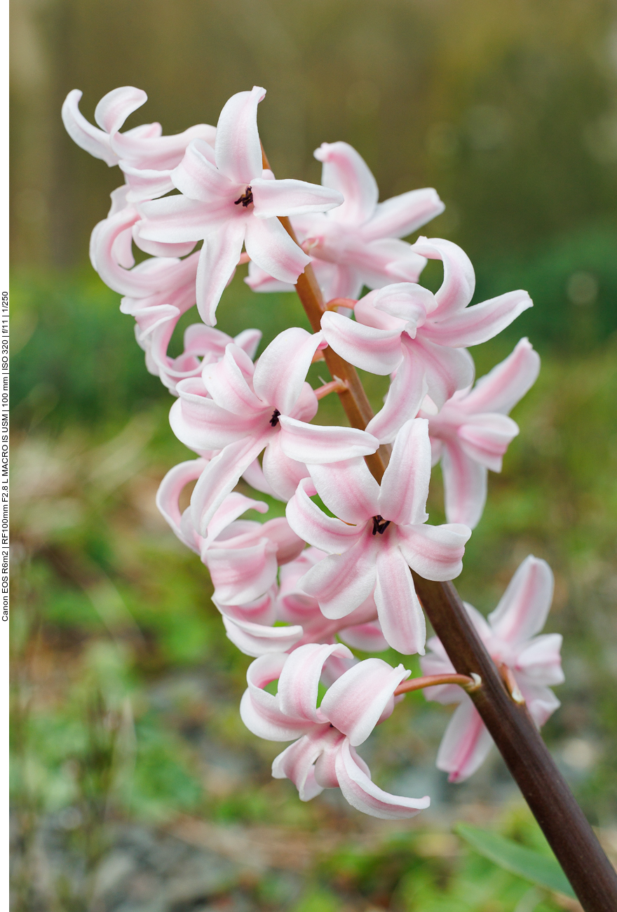 Hyazinthe [Hyacinthus]
