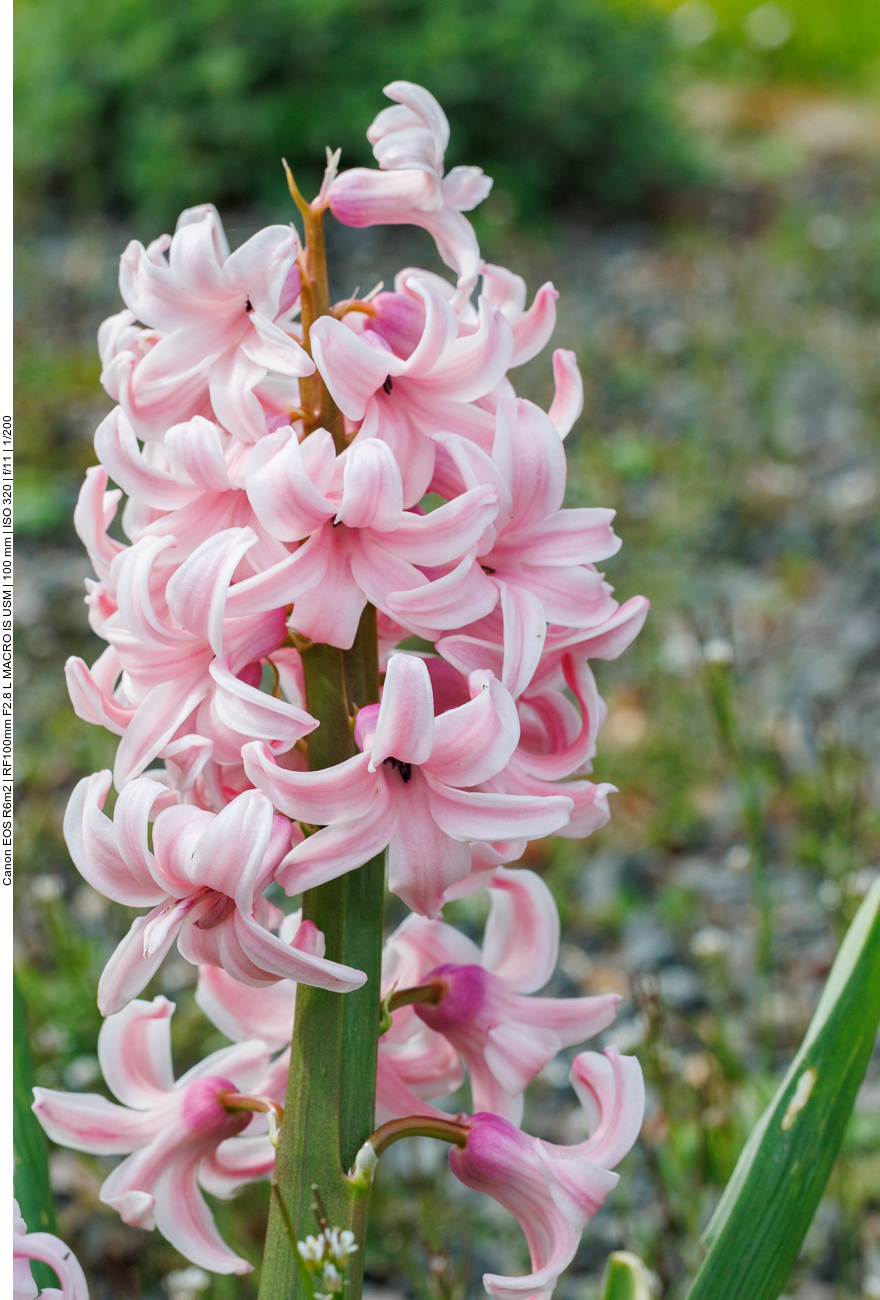 Hyazinthe [Hyacinthus]