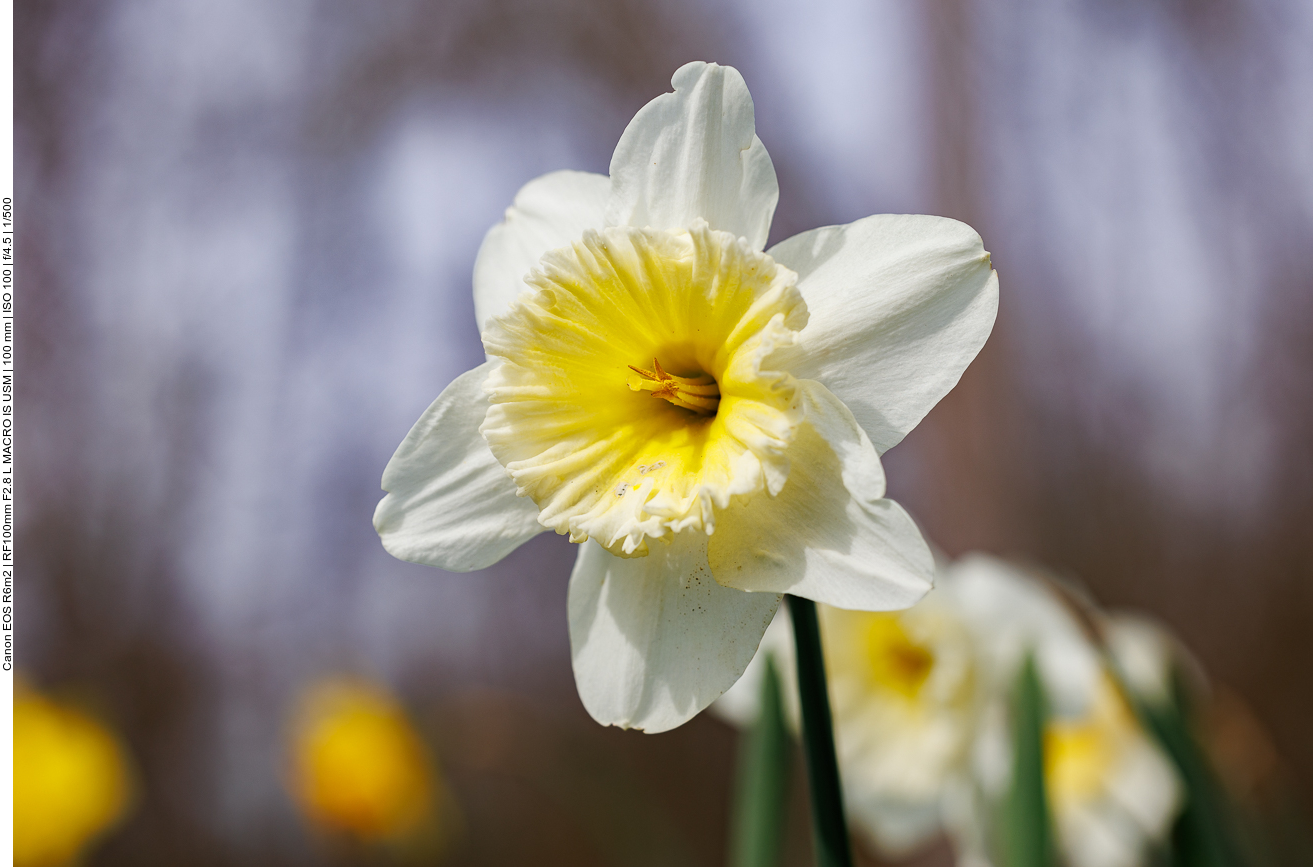 Zweifarbige Narzisse [Narcissus nevadensis]