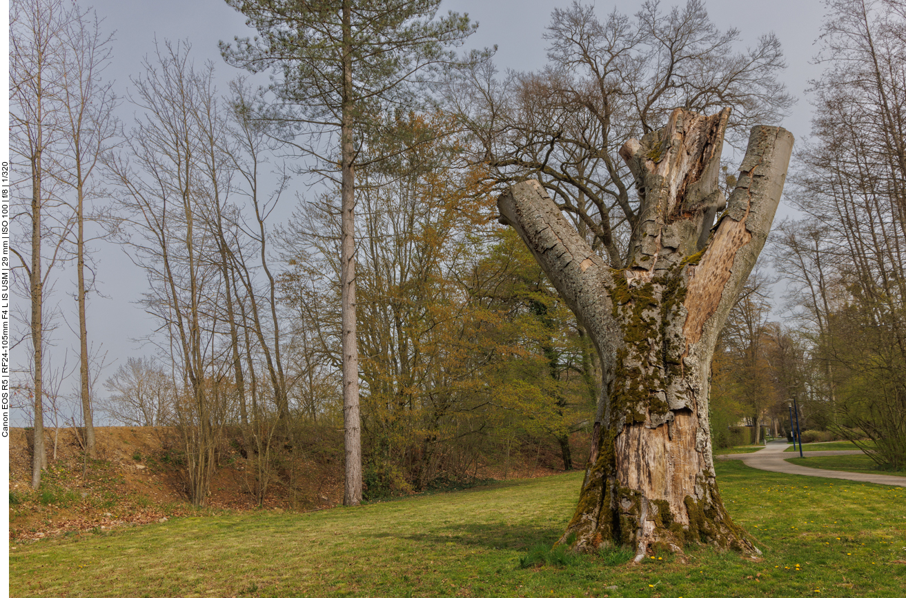Getutzter, abgestorbener Baum 