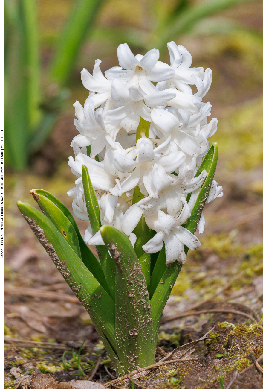 Hyazinthe [Hyacinthus]