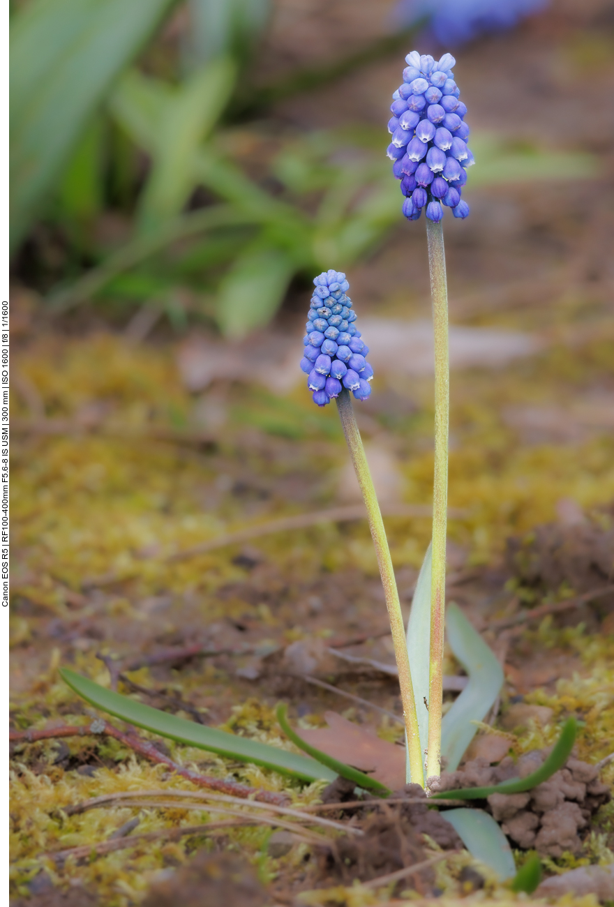 Traubenhyazinthen [Muscari]