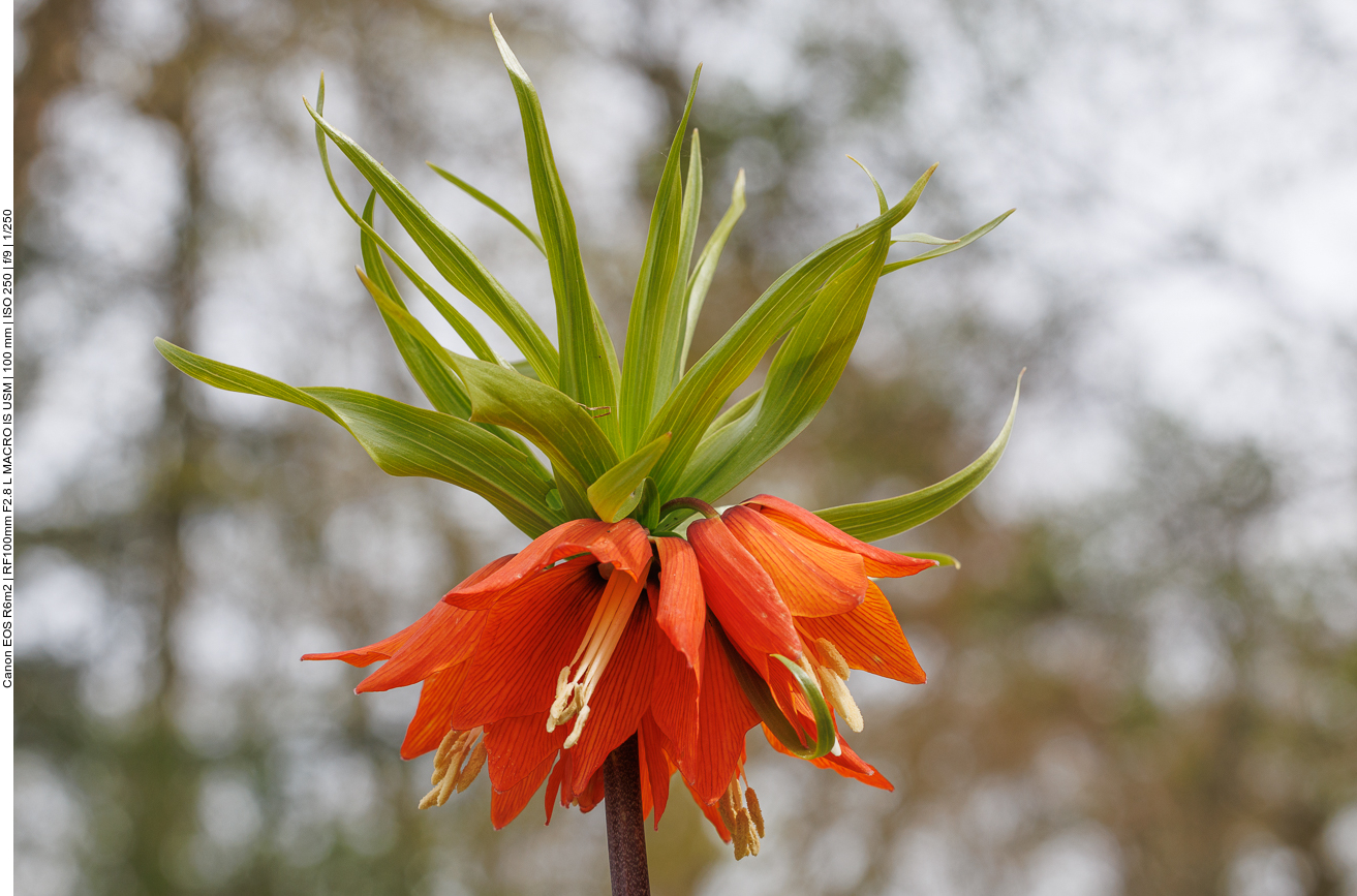 Kaiserkrone [Fritillaria imperialis]