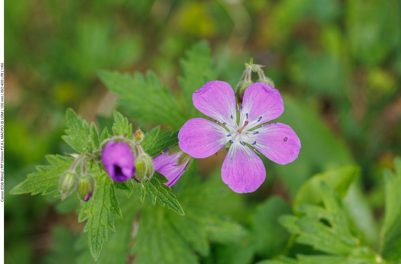 [Geranium oreganum] 