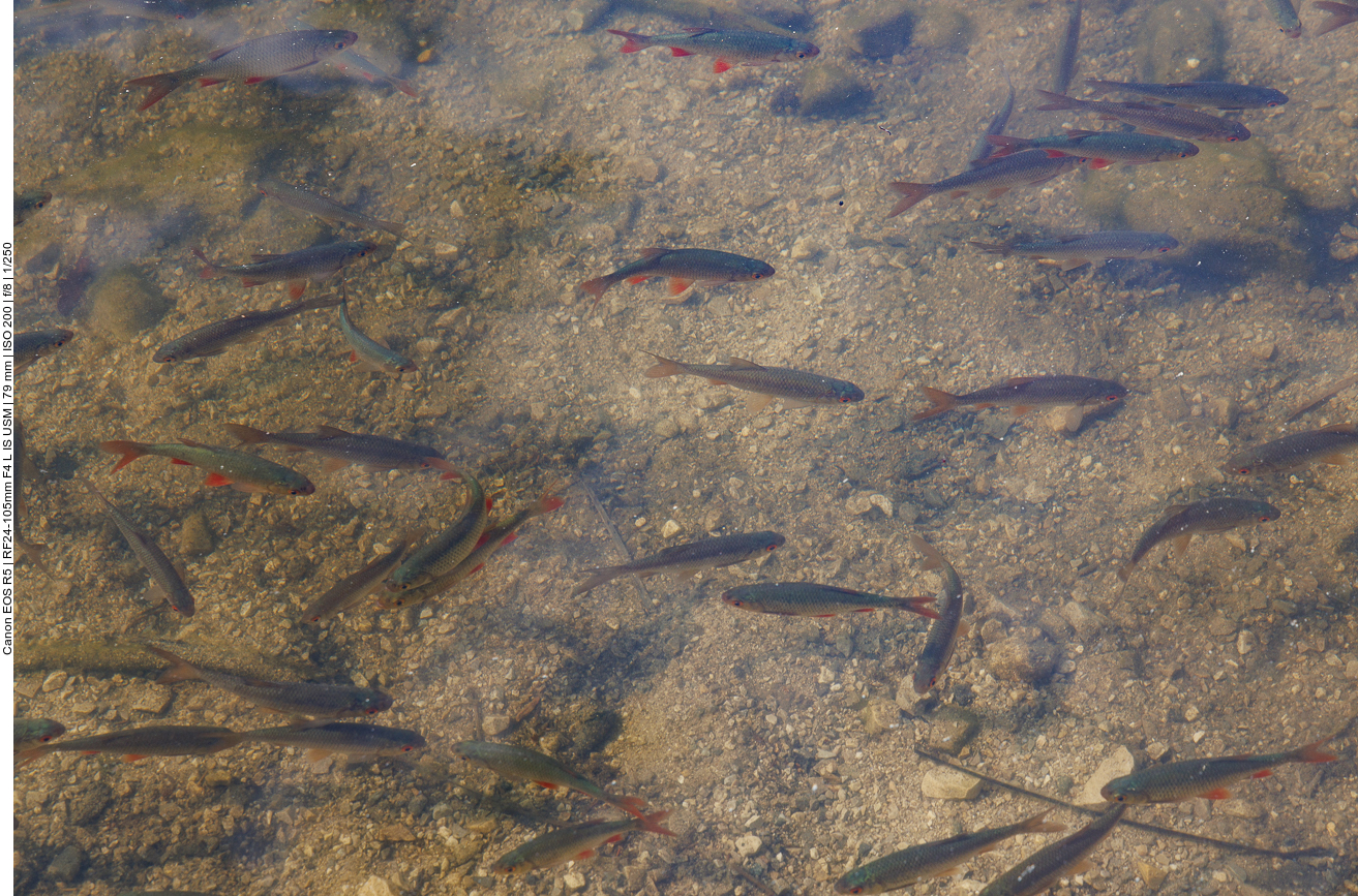 Junge Rotaugen [Rutilus rutilus]