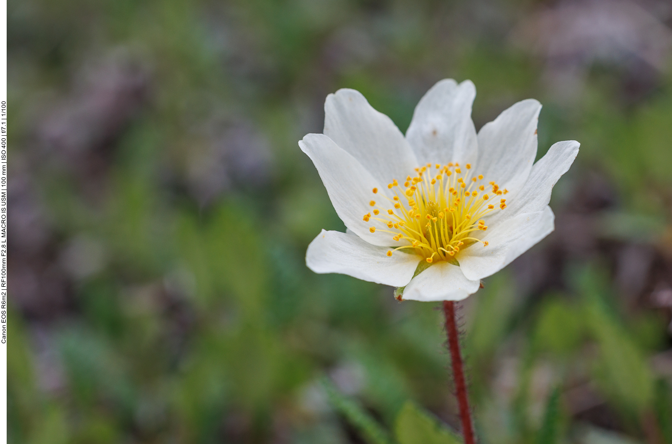 Weiße Silberwurz [Dryas octopetala]