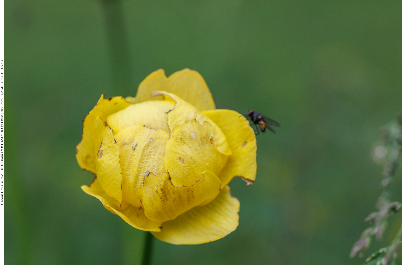 Trollblume [Trollius europaeus] mit Fliege 