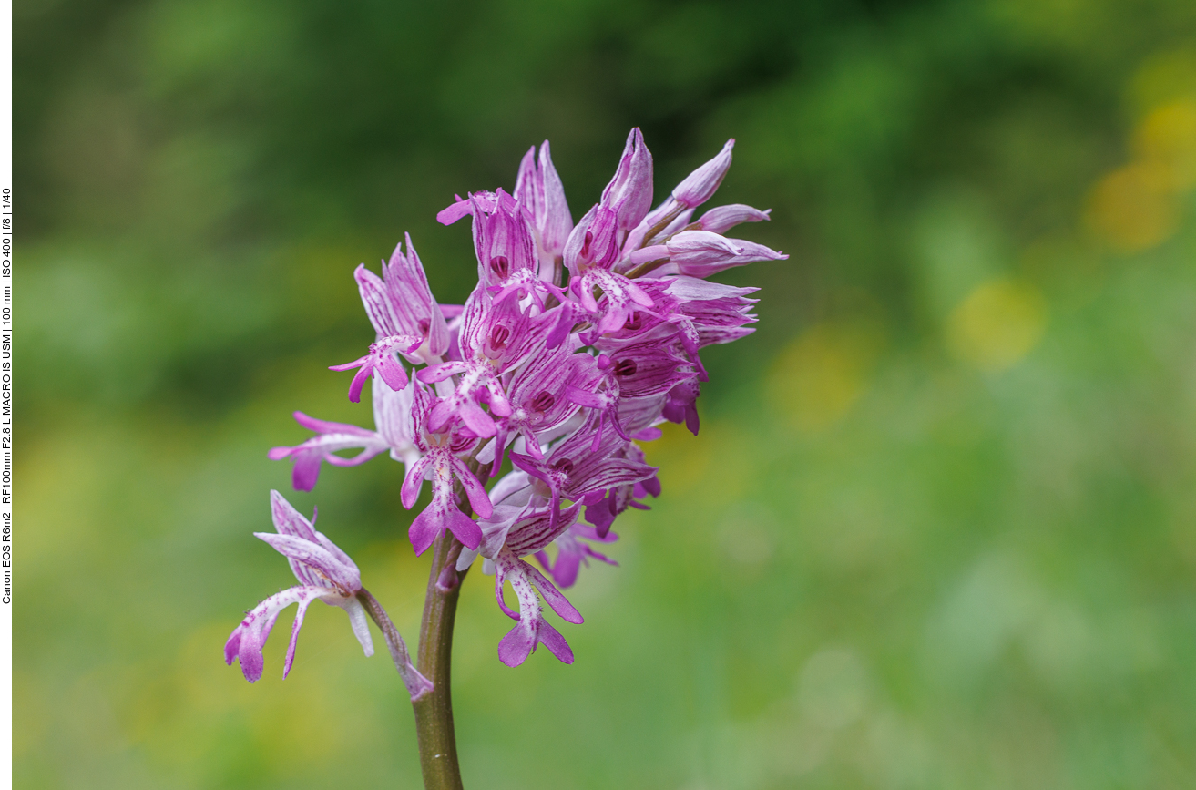 Helm-Knebenkraut [Orchis militaris] 