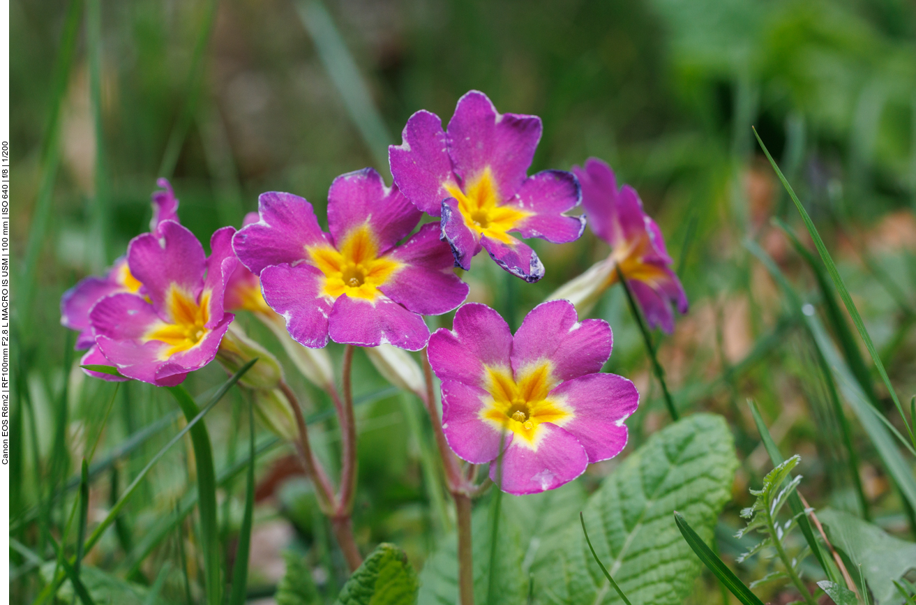 Stängellose Schlüsselblume [Primula vulgaris]