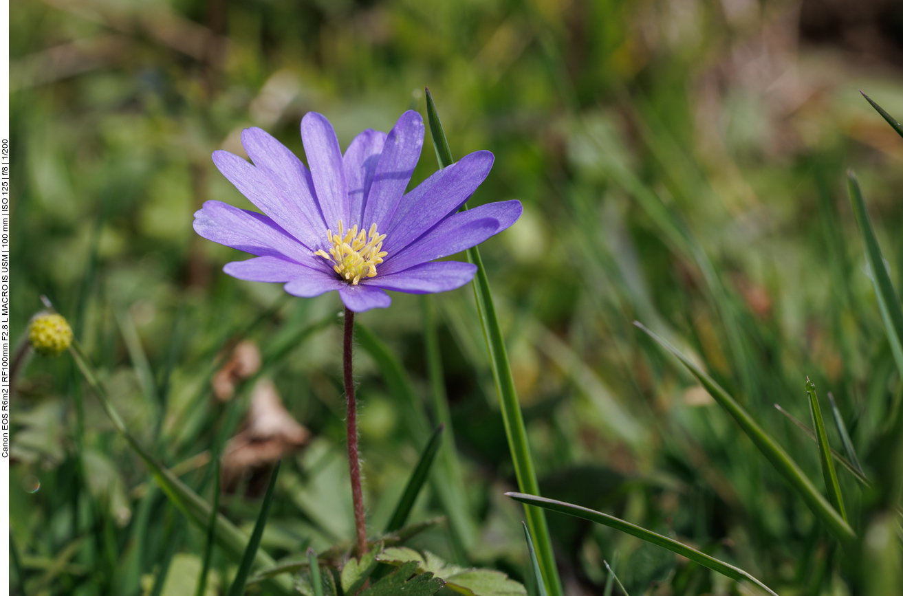 Balkan-Windröschen [Anemone blanda]