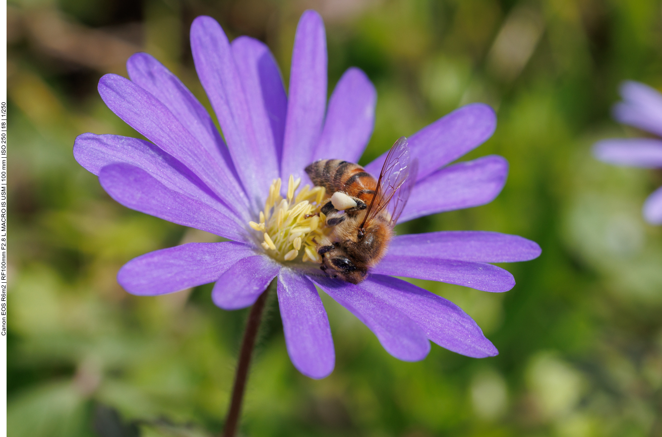 Balkan-Windröschen [Anemone blanda] mit Biene 