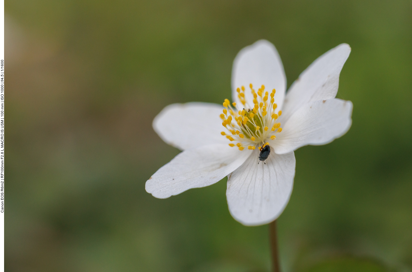 Buschwindröschen [Anemonoides nemorosa]