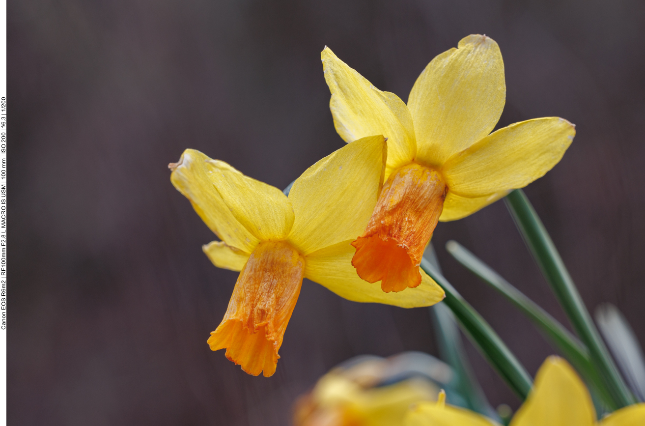 Osterglocke "Orange Sunset" [Narcissus "Orange Sunset"]