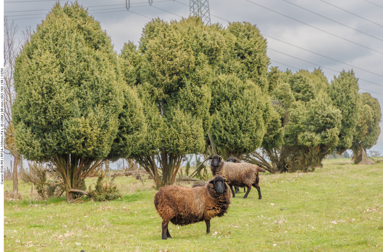 Skudden in der Wacholderheide 