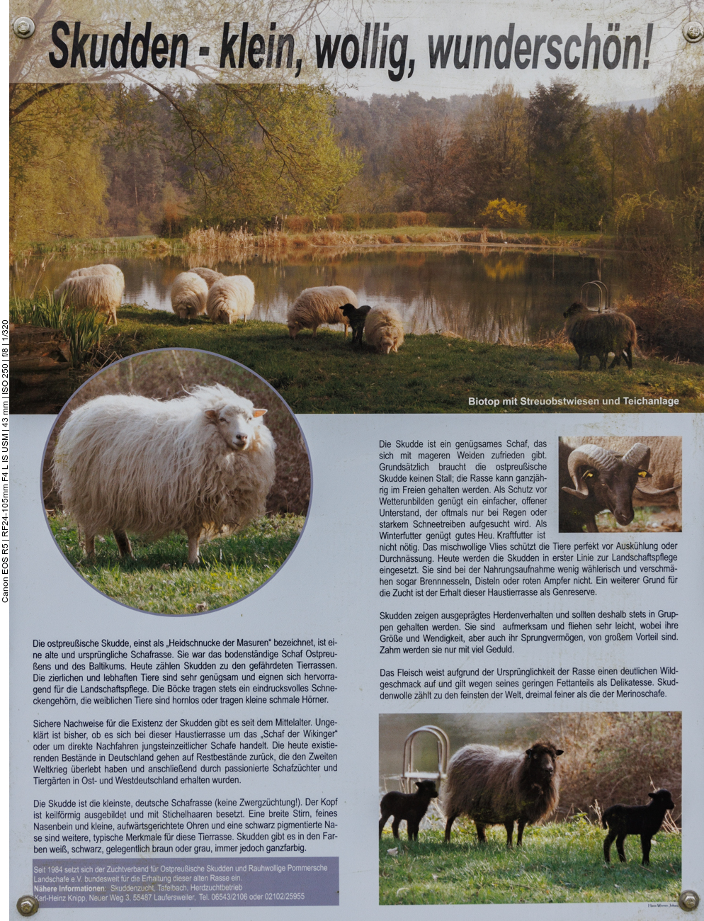 ... Infos zu den Skudden