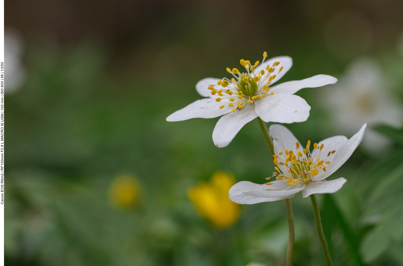 Buschwindröschen [Anemonoides nemorosa]