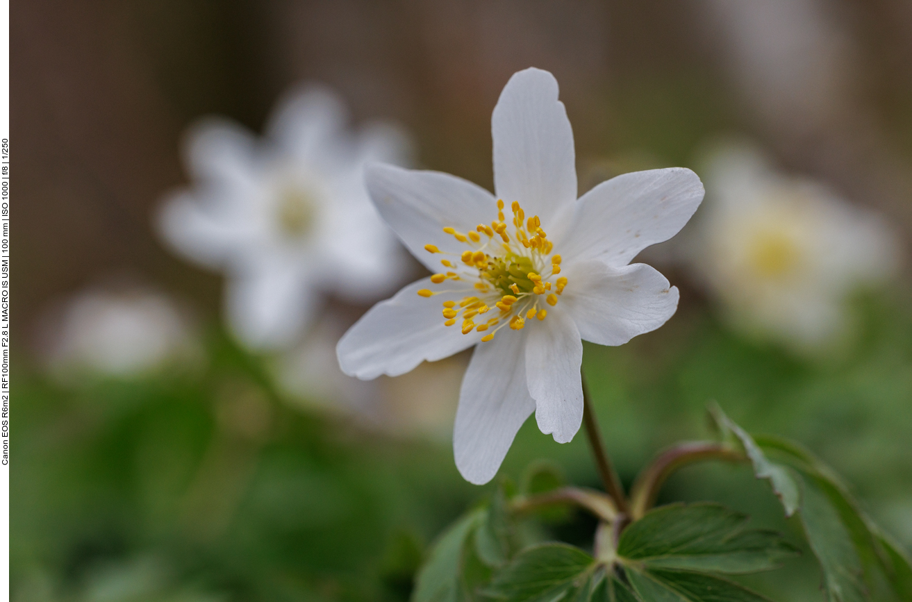Buschwindröschen [Anemonoides nemorosa]