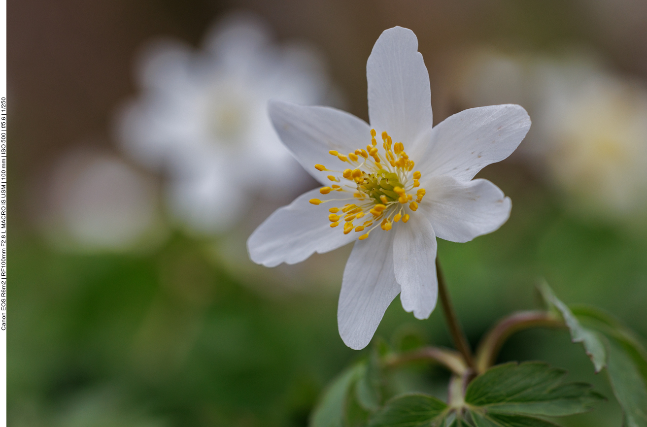 Buschwindröschen [Anemonoides nemorosa]