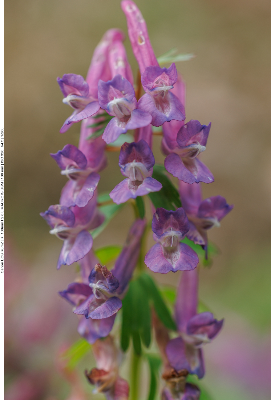 Gefingerter Lerchensporn [Corydalis solida]