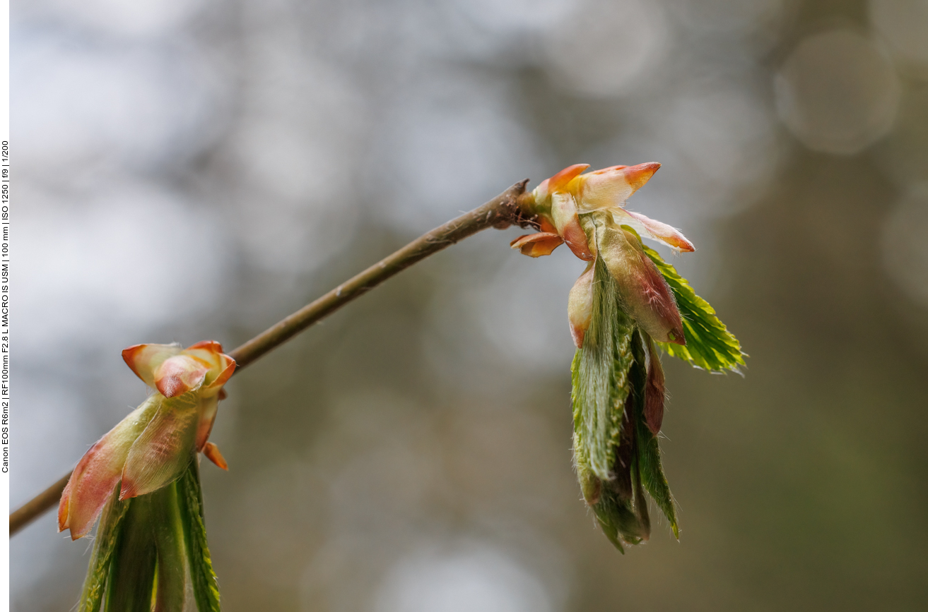Gemeine Hainbuche [Carpinus betulus]