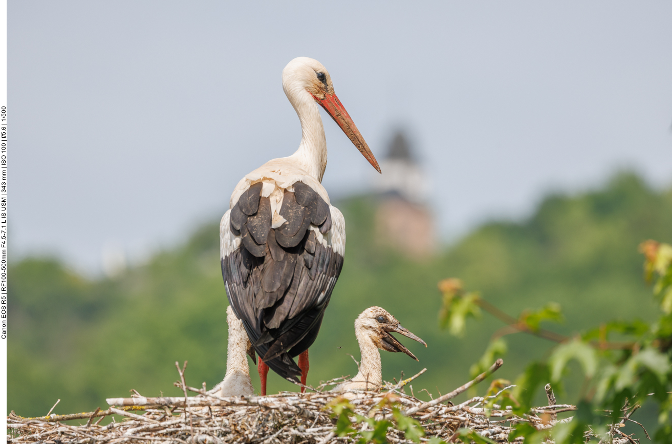 Zwei von vier Rackern ...