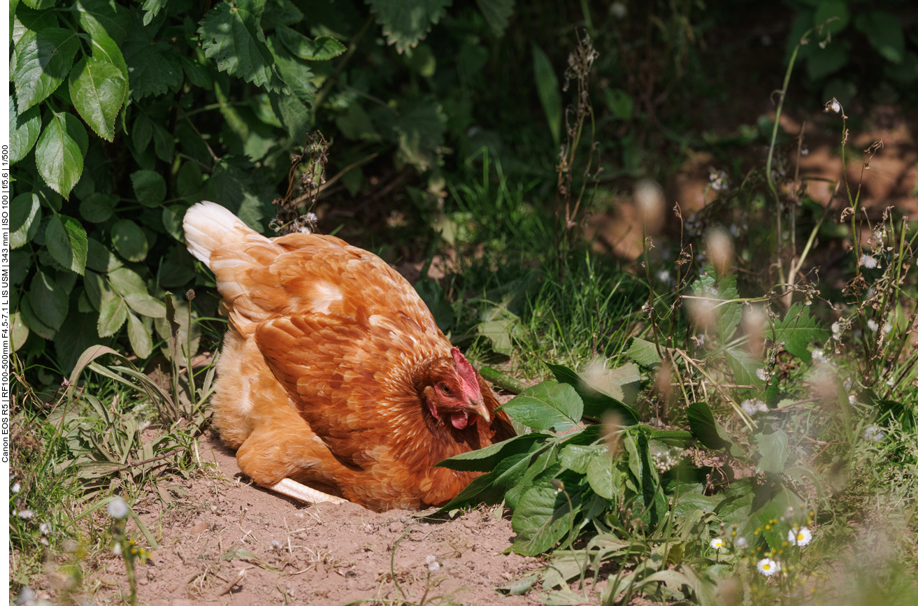 Huhn beim Baden im Sand ...