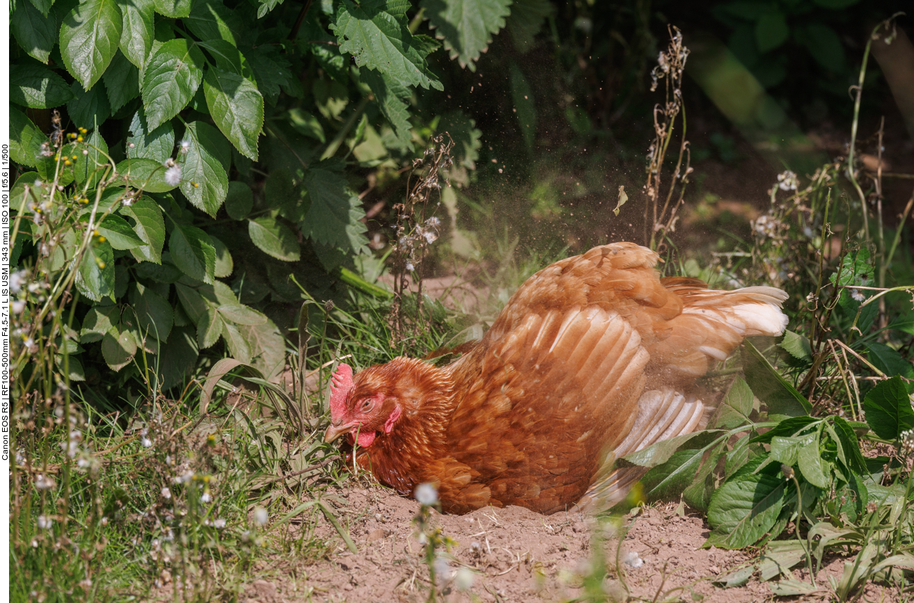 ... da muss man ordentlich Sand über die Federn werfen ...