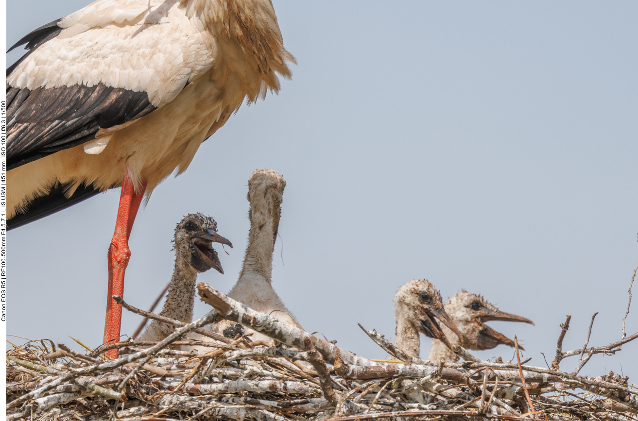 ... jammern und zetern, wie bei uns Menschen ;-) 