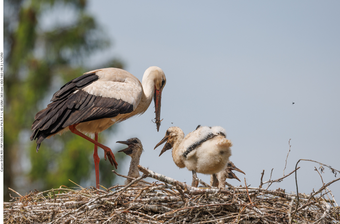 Vielleicht gibt es doch noch Nachschub 
