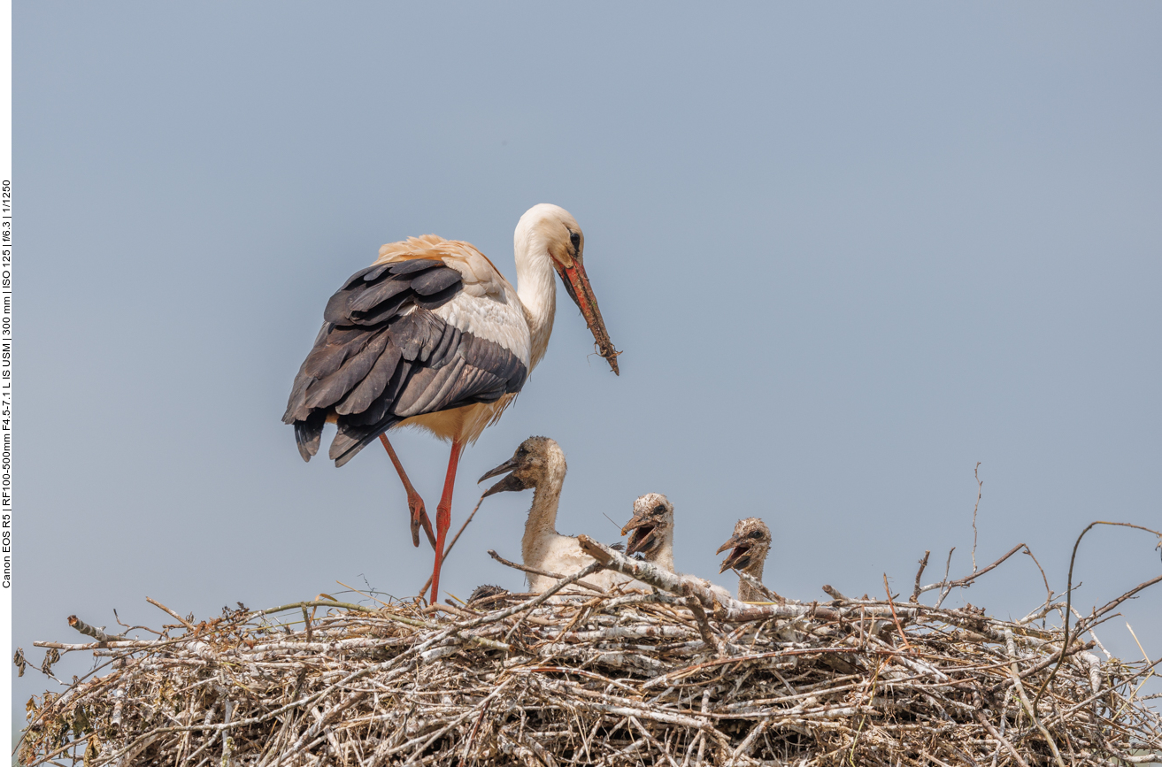 Ist jetzt endlich Ruhe im Nest? 