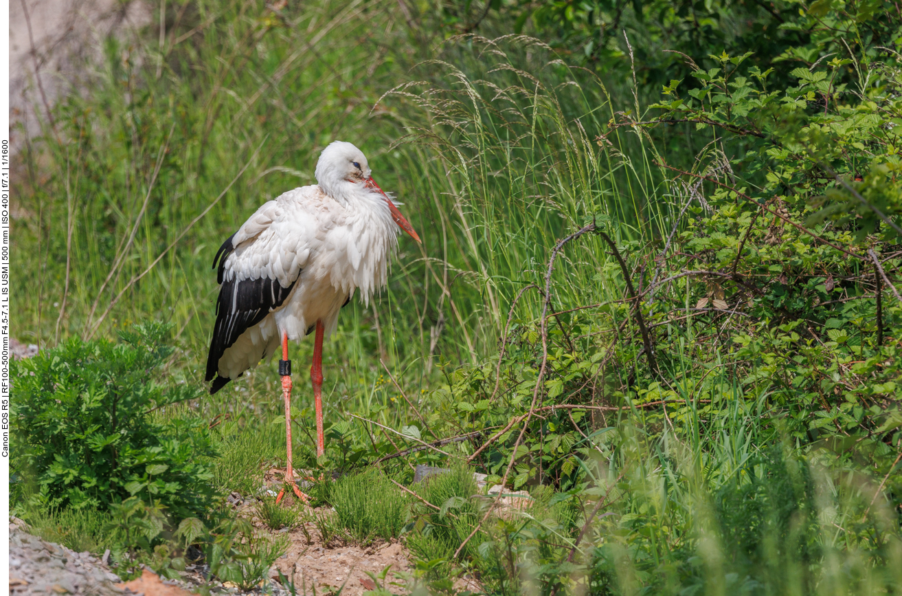 Einsamer Storch im Gras ... 