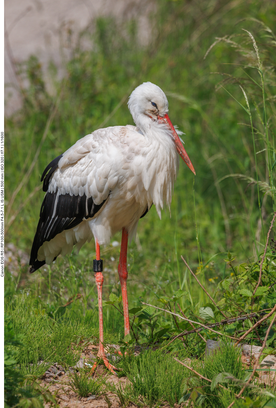 ... er lässt sich durch mich nicht ais der Ruhe bringen 