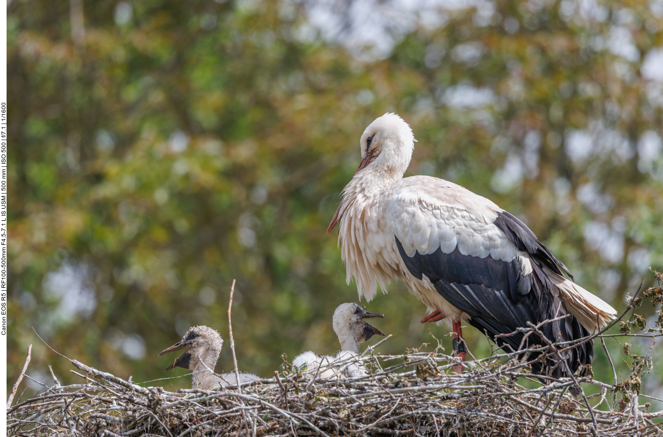 In einem andern Nest sitzen auch Vierlinge ...