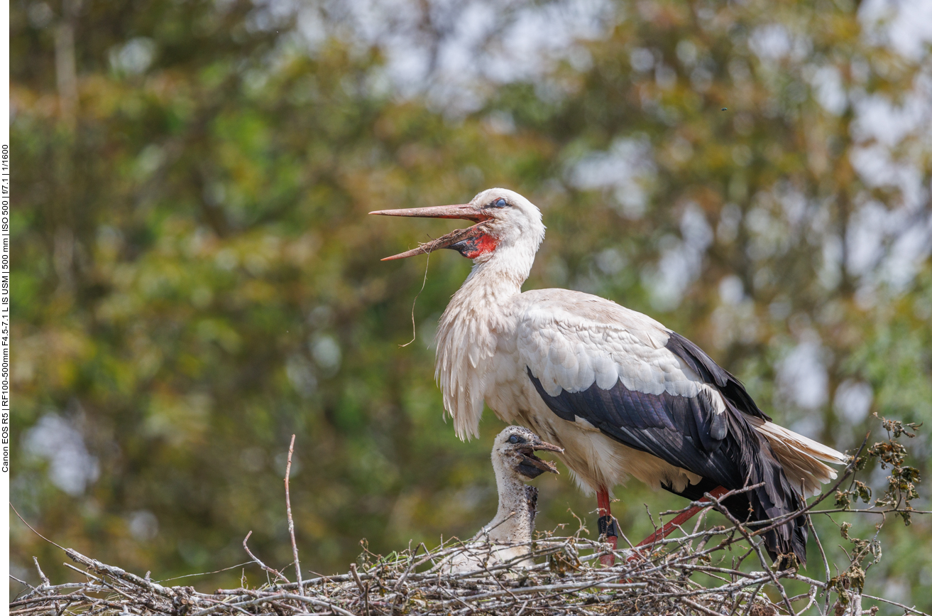 ... aber nicht immer sind alle Nestlinge zu sehen 