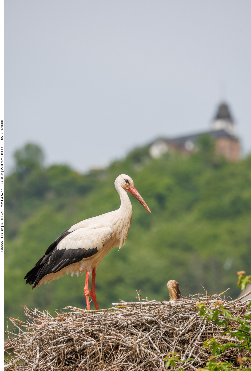 ... anderer Ausschnitt 