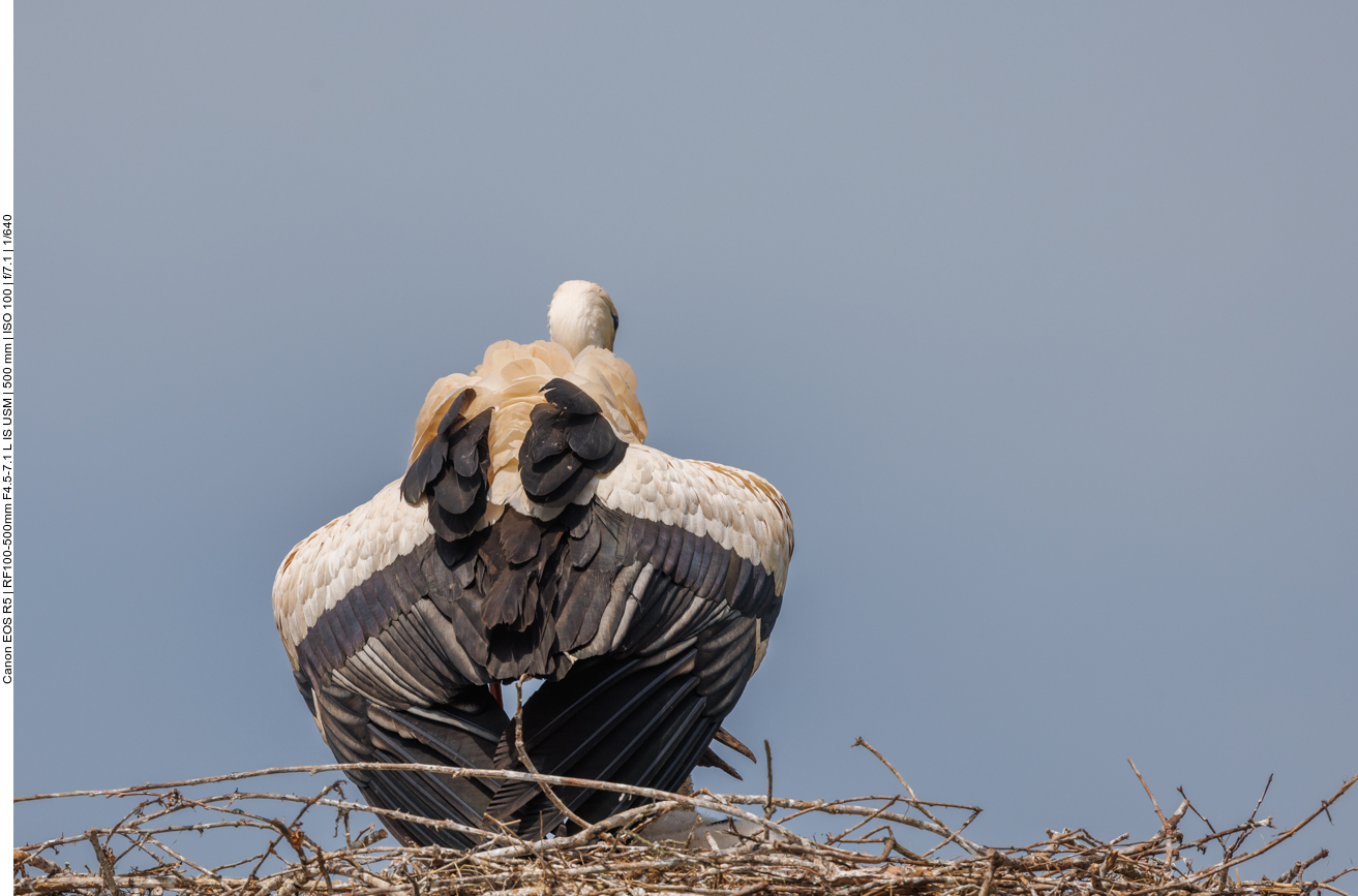 Hier spendet der Altvogel Schatten für seinen Nachwuchs 